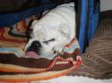 Luke's All Natural Pet Food Dog and Cat Photo Gallery