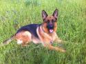 Luke's All Natural Pet Food Dog and Cat Photo Gallery