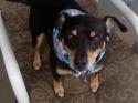 Luke's All Natural Pet Food Dog and Cat Photo Gallery
