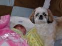 Luke's All Natural Pet Food Dog and Cat Photo Gallery