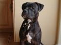 Luke's All Natural Pet Food Dog and Cat Photo Gallery