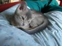Luke's All Natural Pet Food Dog and Cat Photo Gallery