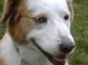 Luke's All Natural Pet Food Dog and Cat Photo Gallery