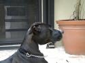 Luke's All Natural Pet Food Dog and Cat Photo Gallery