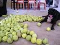 Luke's All Natural Pet Food Dog and Cat Photo Gallery