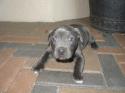 Luke's All Natural Pet Food Dog and Cat Photo Gallery