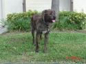 Luke's All Natural Pet Food Dog and Cat Photo Gallery