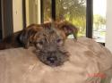 Luke's All Natural Pet Food Dog and Cat Photo Gallery