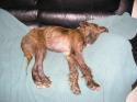 Luke's All Natural Pet Food Dog and Cat Photo Gallery