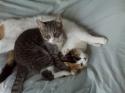 Luke's All Natural Pet Food Dog and Cat Photo Gallery