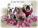 Luke's All Natural Pet Food Dog and Cat Photo Gallery