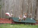Luke's All Natural Pet Food Dog and Cat Photo Gallery