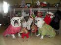 Luke's All Natural Pet Food Dog and Cat Photo Gallery