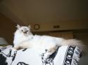 Luke's All Natural Pet Food Dog and Cat Photo Gallery