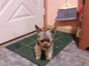 Luke's All Natural Pet Food Dog and Cat Photo Gallery