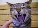 Luke's All Natural Pet Food Dog and Cat Photo Gallery