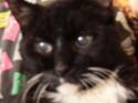 Luke's All Natural Pet Food Dog and Cat Photo Gallery