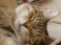 Luke's All Natural Pet Food Dog and Cat Photo Gallery