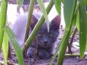 Luke's All Natural Pet Food Dog and Cat Photo Gallery