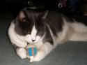 Luke's All Natural Pet Food Dog and Cat Photo Gallery