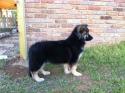 Luke's All Natural Pet Food Dog and Cat Photo Gallery