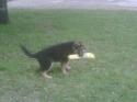 Luke's All Natural Pet Food Dog and Cat Photo Gallery