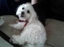 Luke's All Natural Pet Food Dog and Cat Photo Gallery