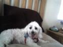 Luke's All Natural Pet Food Dog and Cat Photo Gallery