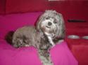 Luke's All Natural Pet Food Dog and Cat Photo Gallery