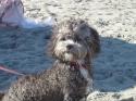 Luke's All Natural Pet Food Dog and Cat Photo Gallery