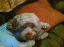 Luke's All Natural Pet Food Dog and Cat Photo Gallery