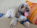 Luke's All Natural Pet Food Dog and Cat Photo Gallery