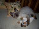 Luke's All Natural Pet Food Dog and Cat Photo Gallery