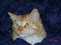 Luke's All Natural Pet Food Dog and Cat Photo Gallery