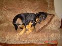 Luke's All Natural Pet Food Dog and Cat Photo Gallery