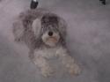 Luke's All Natural Pet Food Dog and Cat Photo Gallery