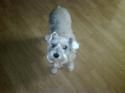 Luke's All Natural Pet Food Dog and Cat Photo Gallery