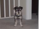 Luke's All Natural Pet Food Dog and Cat Photo Gallery