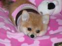 Luke's All Natural Pet Food Dog and Cat Photo Gallery
