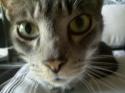 Luke's All Natural Pet Food Dog and Cat Photo Gallery