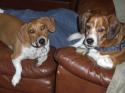 Luke's All Natural Pet Food Dog and Cat Photo Gallery