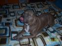 Luke's All Natural Pet Food Dog and Cat Photo Gallery