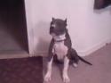 Luke's All Natural Pet Food Dog and Cat Photo Gallery
