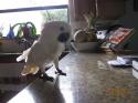 Luke's All Natural Pet Food Dog and Cat Photo Gallery