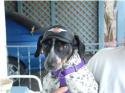 Luke's All Natural Pet Food Dog and Cat Photo Gallery