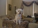 Luke's All Natural Pet Food Dog and Cat Photo Gallery