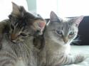 Luke's All Natural Pet Food Dog and Cat Photo Gallery