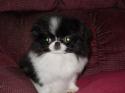 Luke's All Natural Pet Food Dog and Cat Photo Gallery