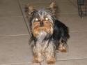 Luke's All Natural Pet Food Dog and Cat Photo Gallery