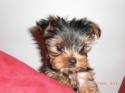 Luke's All Natural Pet Food Dog and Cat Photo Gallery